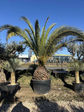 Palmier Phoenix Canariensis